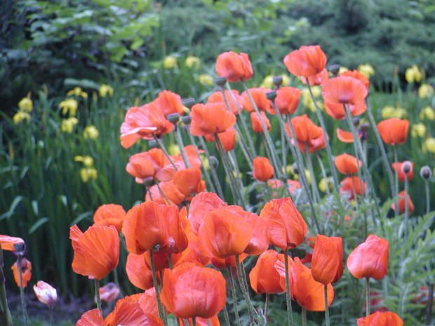 Flowers Flower in bloom, but from where I can't remember.