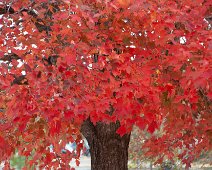 Autumn Colors