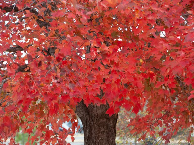 Autumn Colors Lots of good color this particular year. We're not always that lucky.