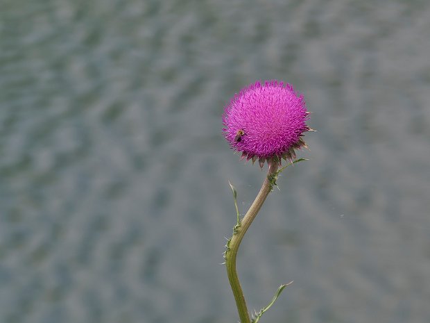 Exploring in the Ozarks May 2021 Edition - Drove around to see what we could see. Always something nice and a fun time even if we didn't take...