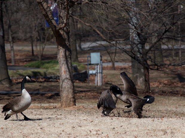 Killer Geese William had his 9th birthday party at the Tulsa Zoo. Roving bands of geese roam free. Apparently there's bad blood, and...