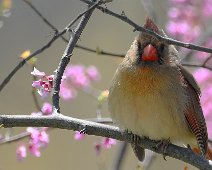 Backyard Birds