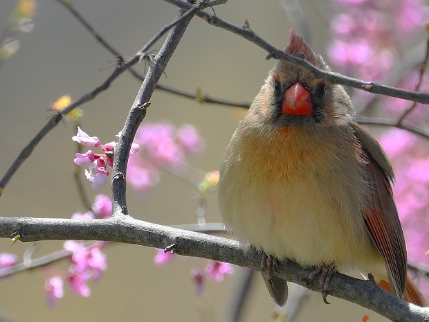 Backyard Birds Spring has sprung, and there are birds singing in the blooming trees. A few pics from testing my camera's autofocus...