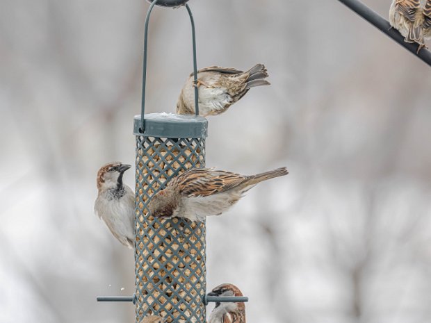 Birds in Winter It snowed and the birds really flocked to our feeders. Always enjoy watching them, though I have to be sneaky to take...